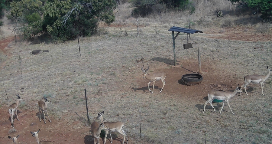 5 Bedroom Property for Sale in Swartruggens North West